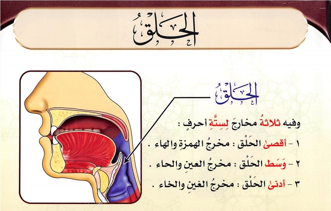 Makhraj Al Halq (sumber gambar : Tajwid Al Mushawwar)