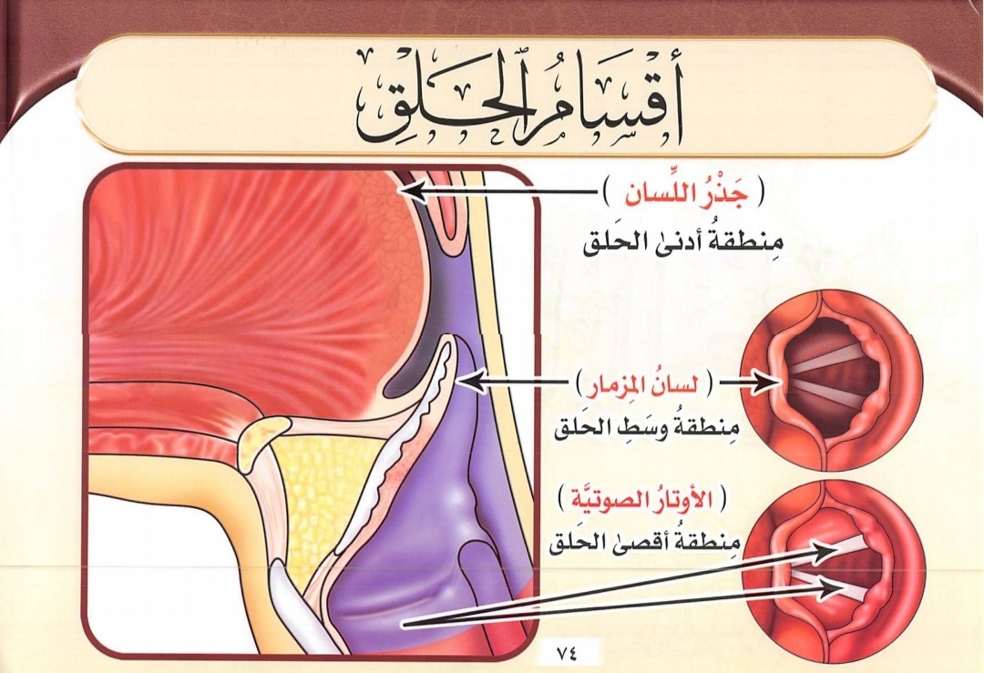 Pembagian Al Halq (sumber gambar : Tajwid Al Mushawwar)