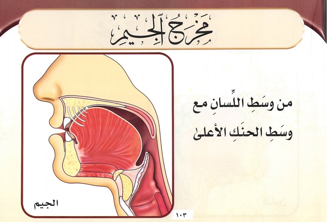Makhraj Huruf ج (sumber gambar : Tajwid Al Mushawwar)