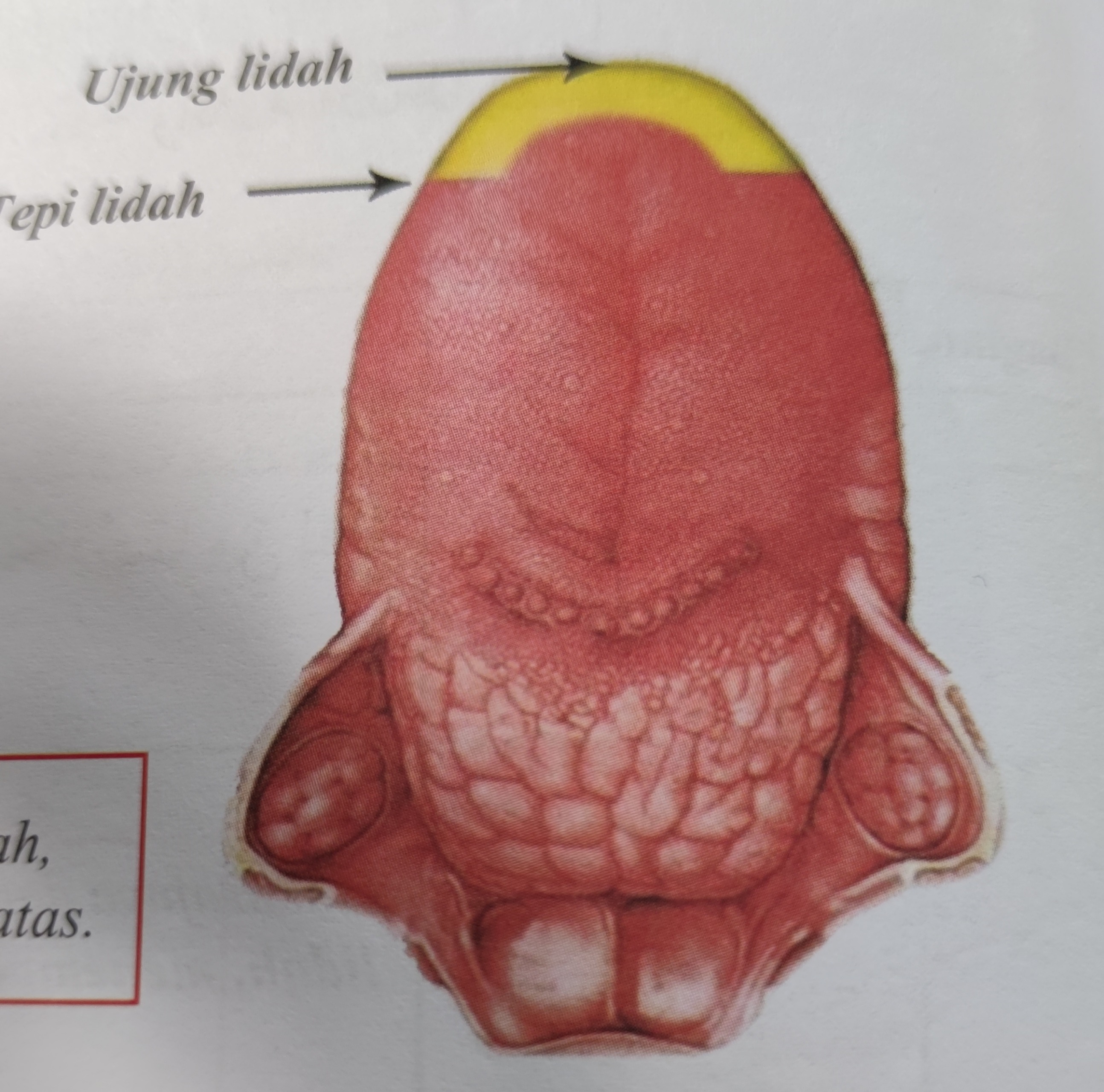 Makhraj Tharaful Lisan (sumber gambar : Buku Makharijul Huruf dan Sifat-sifatnya)