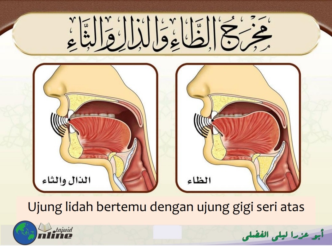 Makhraj huruf ظ، ذ dan ث (sumber gambar : Modul Daurah Muqaddimah Jazariyyah)