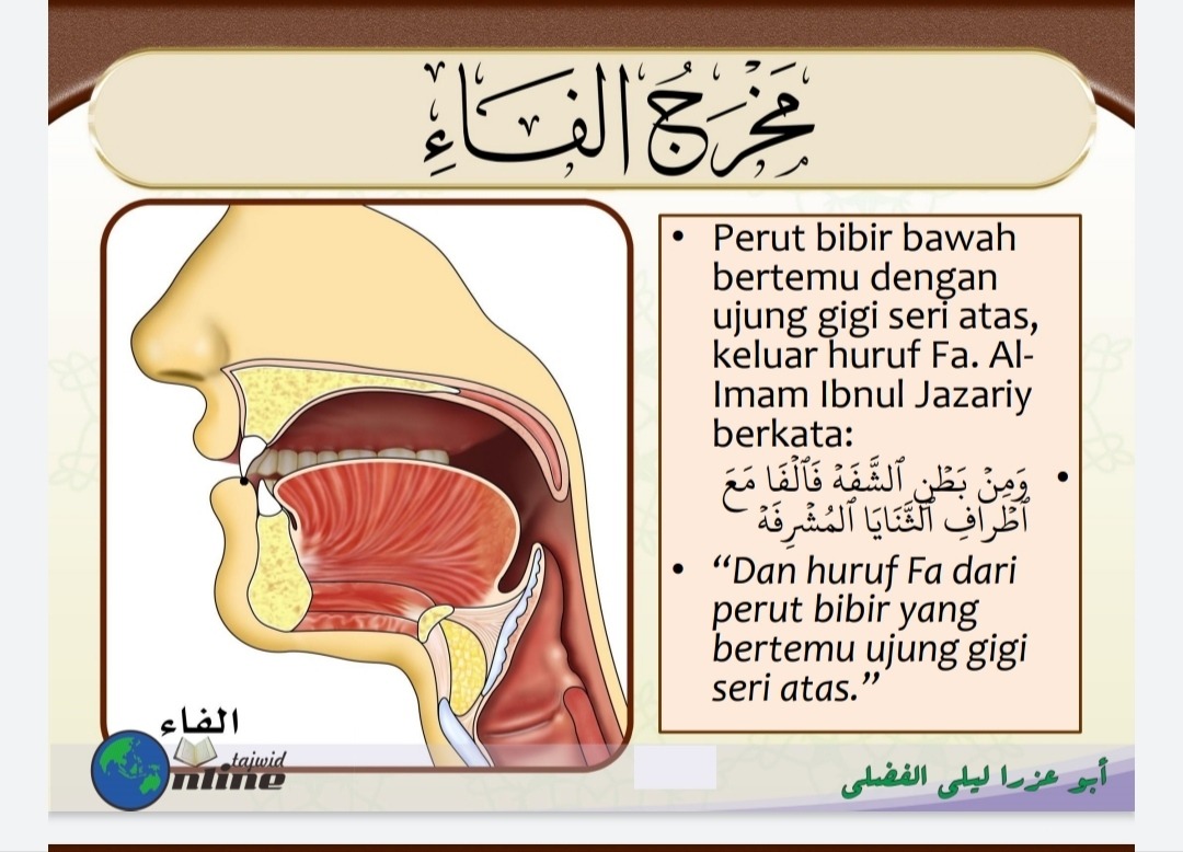 Makhraj Huruf ف sumber gambar : Model Daurah Syarah Muqaddimah Jazariyyah
