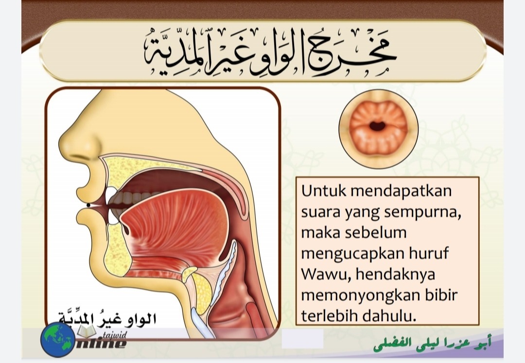 Makhraj huruf و (sumber gambar : Modul Dauroh Syarah Muqaddimah Jazariyyah)