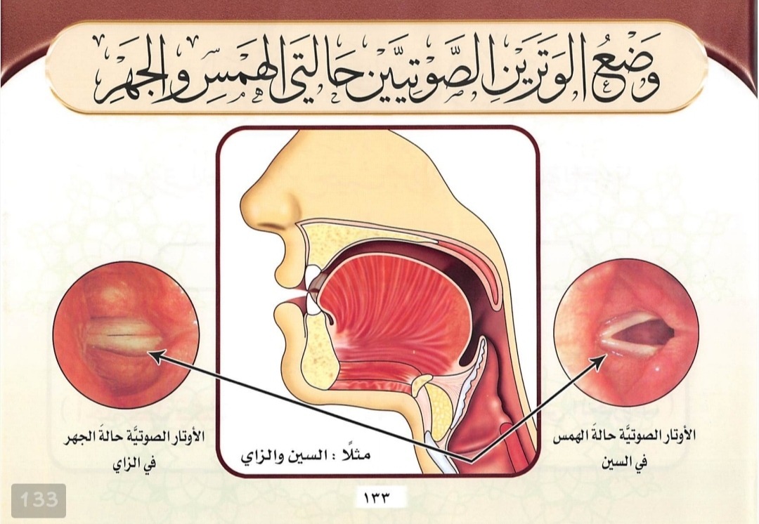 Perbedaan Hams dan Jahr pada Pita Suara (sumber gambar : Tajwid Al Mushawwar)
